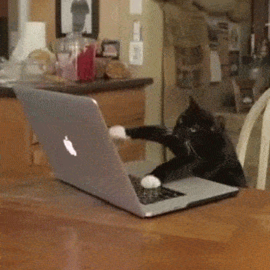 cat computer.gif
